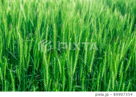 Green wheat field close up image. Agriculture scene 89907354