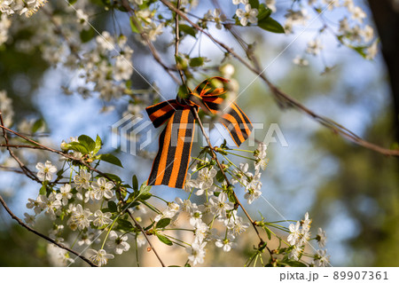 St. George's Ribbon Tied to Cherry Blossoms for May 9 Victory Day 89907361