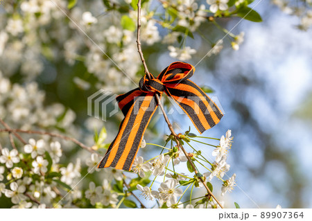St. George's Ribbon Tied to Cherry Blossoms for May 9 Victory Day 89907364