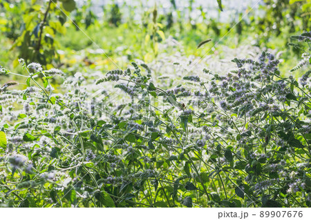 Mint, nature background. Fresh lemon balm flowers. Mint, nature background. Fresh lemon balm flowers. 89907676