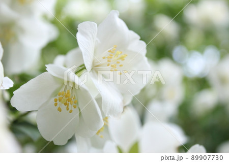 Jasmine flowers in sunlight, delicate white flowers close-up with blurred background Jasmine flowers in sunlight, delicate white flowers close-up with blurred background 89907730