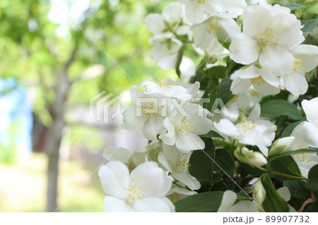 Jasmine flowers in sunlight, delicate white flowers. 89907732