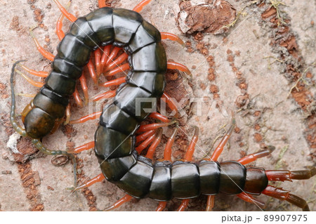 アオズムカデ アオズムカデ 89907975