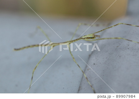 ナナフシ/ナナフシモドキ　幼虫 89907984