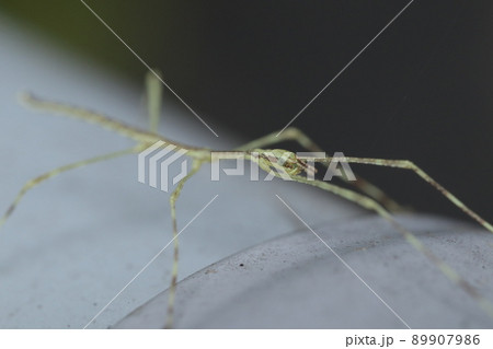 ナナフシ（ナナフシモドキ）の幼虫 89907986