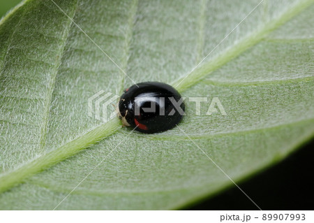 ダンダラテントウ 89907993