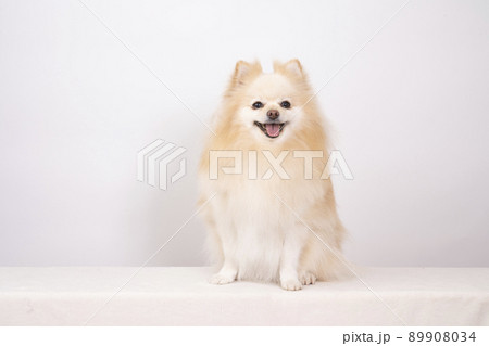 微笑むポメラニアン 89908034