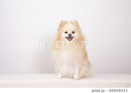 微笑むポメラニアン 89908035