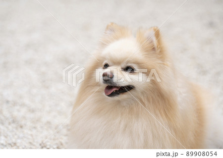 微笑むポメラニアンのバストアップ 89908054