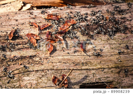 Natural tree trunk surface with small linchen moss and pine cone petals pieces lying on the surface 89908239
