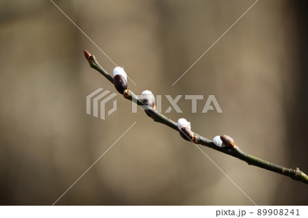 Close up of the white fluffy buds on a pussy willow tree branch on a warm spring day with a blurred brown background 89908241