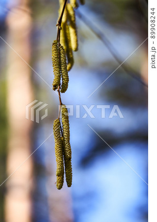 Alder catkins in sunlight, the common alder, black alder in spring with blurred blue sky forest background 89908244