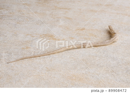 ヘビの抜け殻　縁起物　イメージ素材　蛇柄　イメージ素材　脱皮 89908472