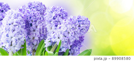 Hyacinth fresh flowers Hyacinth fresh flowers 89908580