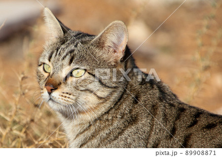 Gray Scottish Straight cat sleeping on the window. Portrait of a beautiful cat Gray Scottish Straight cat sleeping on the window. Portrait of a beautiful cat 89908871