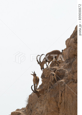 Capra ibex in the negev desert, Israel 89908872