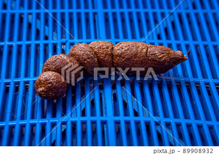 smelly brown defecate animal, pet excrement on the blue line grate of the cat litter box for hygiene defecation in the household, close-up poop. 89908932
