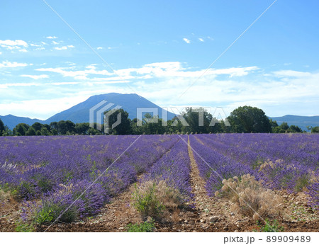 Sunlit panorama of French Provence blooming lavender field picturesque scenery with no people on a sunny summer day Sunlit panorama of French Provence blooming lavender field picturesque scenery with no people on a sunny summer day 89909489