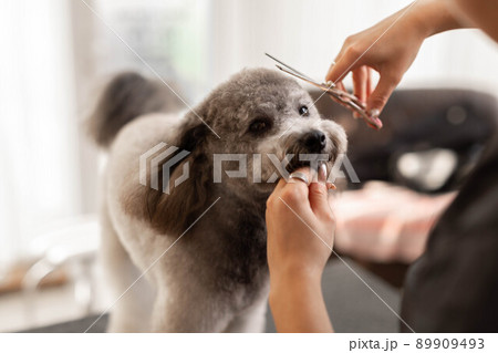 Pretty, blonde dog groomer lady trims purebred poodle puppy. 89909493