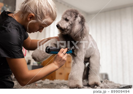 Pretty, blonde dog groomer lady trims purebred poodle puppy. Pretty, blonde dog groomer lady trims purebred poodle puppy. 89909494