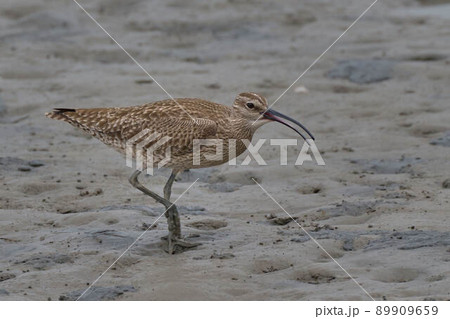 チュウシャクシギ チュウシャクシギ 89909659