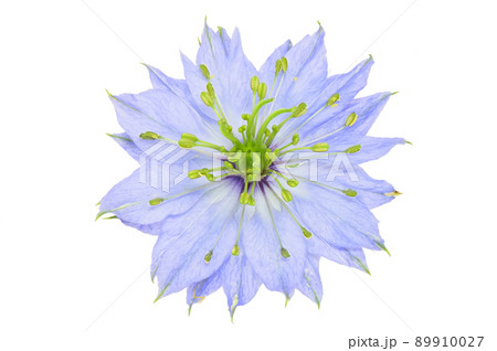 【ニゲラ】 (深度合成) 【ニゲラ】 (深度合成) 89910027