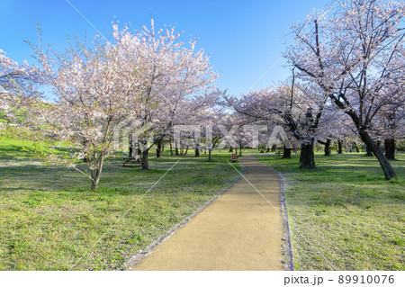 桜咲く頃の狭山公園 遊歩道と満開のさくら 桜咲く頃の狭山公園 遊歩道と満開のさくら 89910076