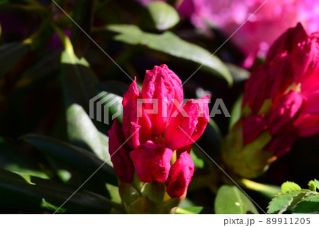 Pink rhododendron bud as a close up 89911205