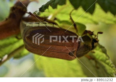 A may beetle sits under a raspberry leaf 89911232