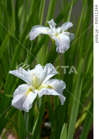 菖蒲 菖蒲 89911344