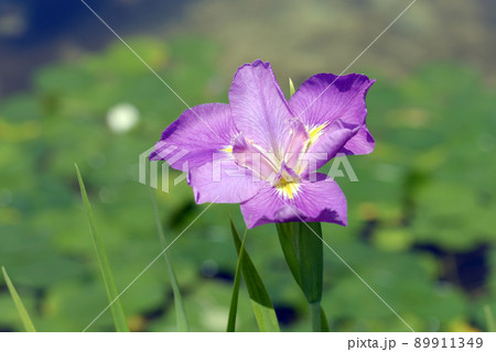 菖蒲 菖蒲 89911349