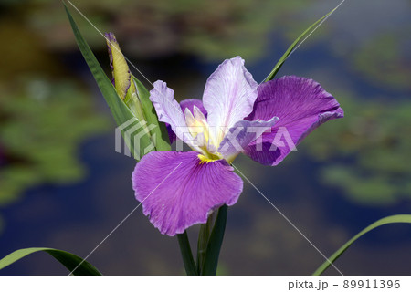菖蒲 菖蒲 89911396