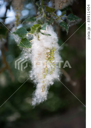 Closeup of poplar tree branches covered by the pollen at spring 89911404