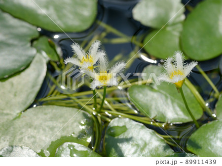 ガガブタ ガガブタ 89911439