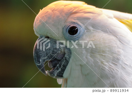 黄色い冠羽が特長のキバタン【オウム】 黄色い冠羽が特長のキバタン【オウム】 89911934