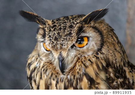 虹彩が鮮やかなアフリカワシミミズク【小型哺乳類】 89911935