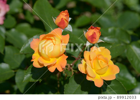 オレンジ色のバラの花 89912033