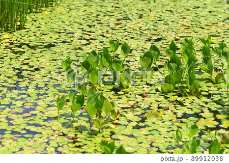 水草　葉模様 89912038
