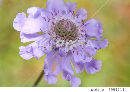 マツムシソウ　山野草　薄紫色の花　草原　クローズアップ 89912114