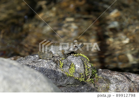 カジカガエル カジカガエル 89912798