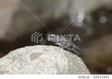 カジカガエル カジカガエル 89912805