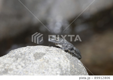 カジカガエル 89912806