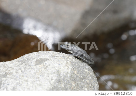 カジカガエル カジカガエル 89912810