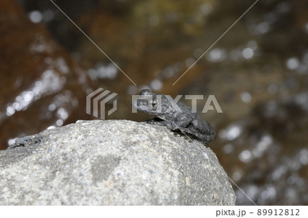 カジカガエル カジカガエル 89912812