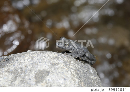 カジカガエル カジカガエル 89912814