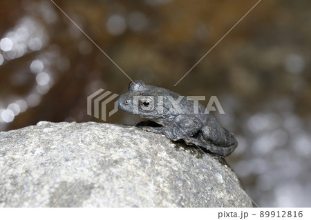 カジカガエル カジカガエル 89912816