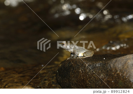 カジカガエル カジカガエル 89912824