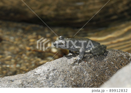 カジカガエル カジカガエル 89912832