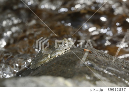 カジカガエル カジカガエル 89912837