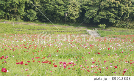 神奈川県横須賀市久里浜の花の国のポピー 神奈川県横須賀市久里浜の花の国のポピー 89912838